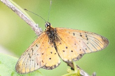Dyspteris moinieri - Wanderesel Acraea